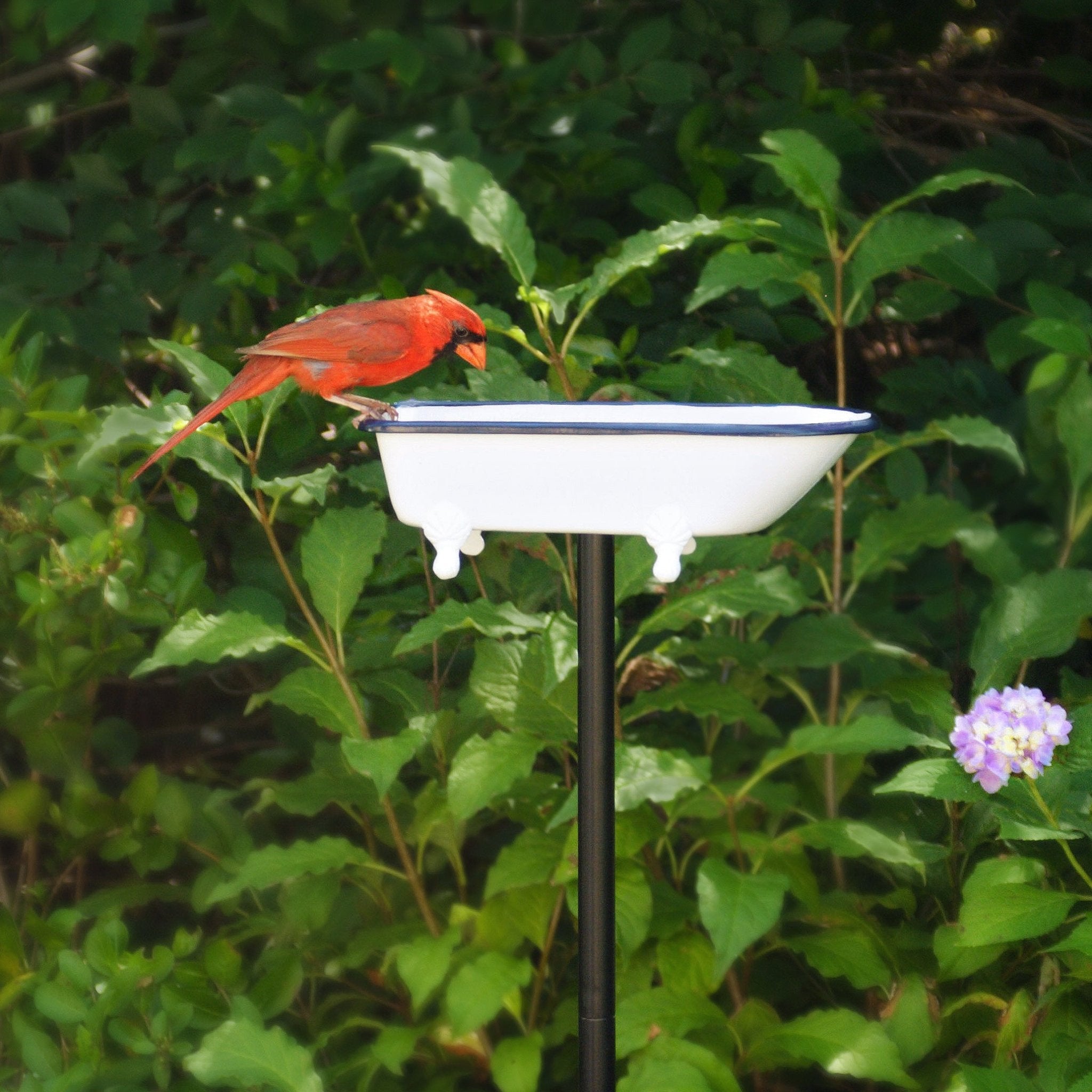 Splish Splash Brass Birdbath for Garden Decor - Elegant Outdoor Bird Bath for Attracting Birds to Your Backyard or Patio