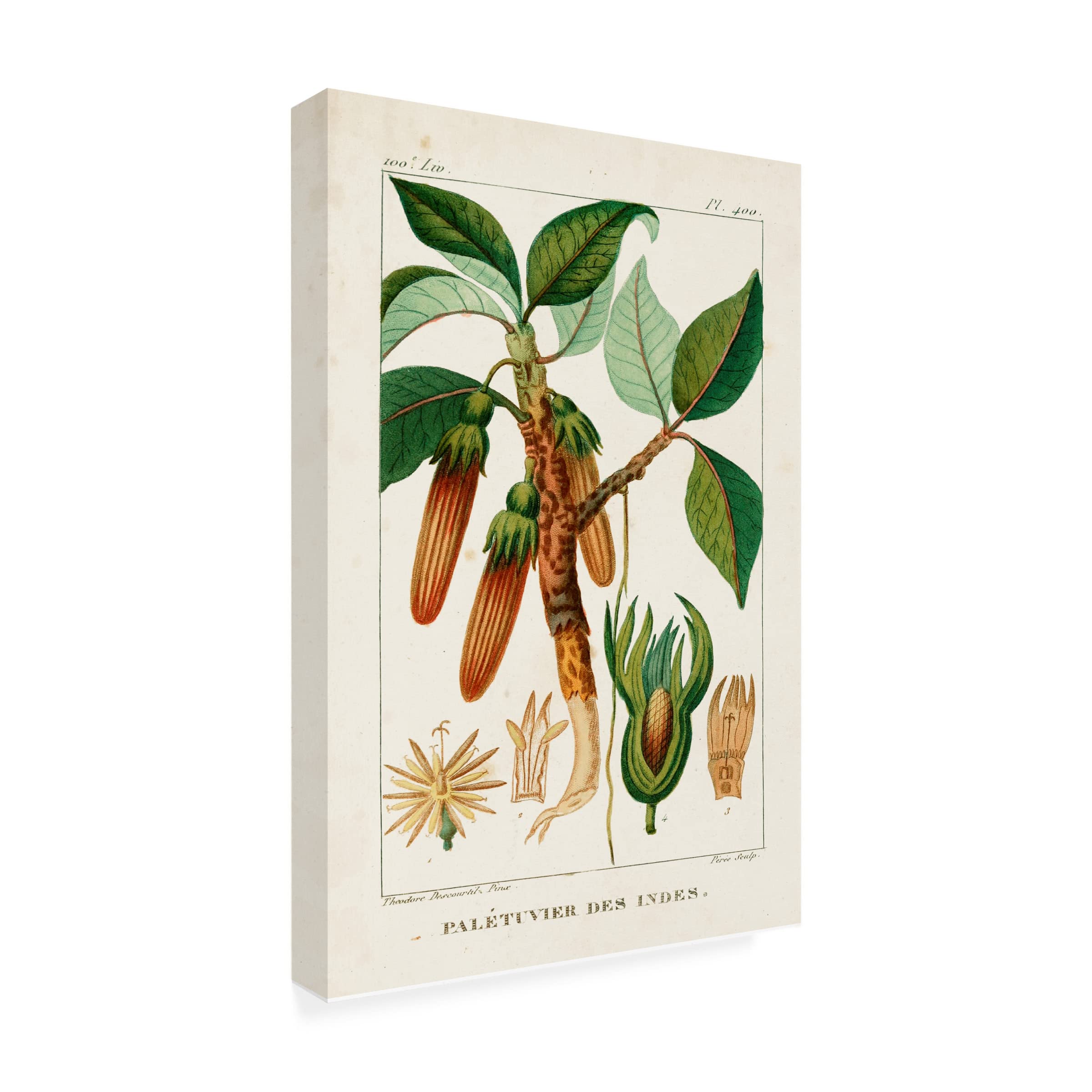 Trademark Fine Art 'Turpin Foliage And Fruit I' Canvas Art Print by Turpin - Stunning Botanical Wall Decor for Living Room, Bedroom & Office