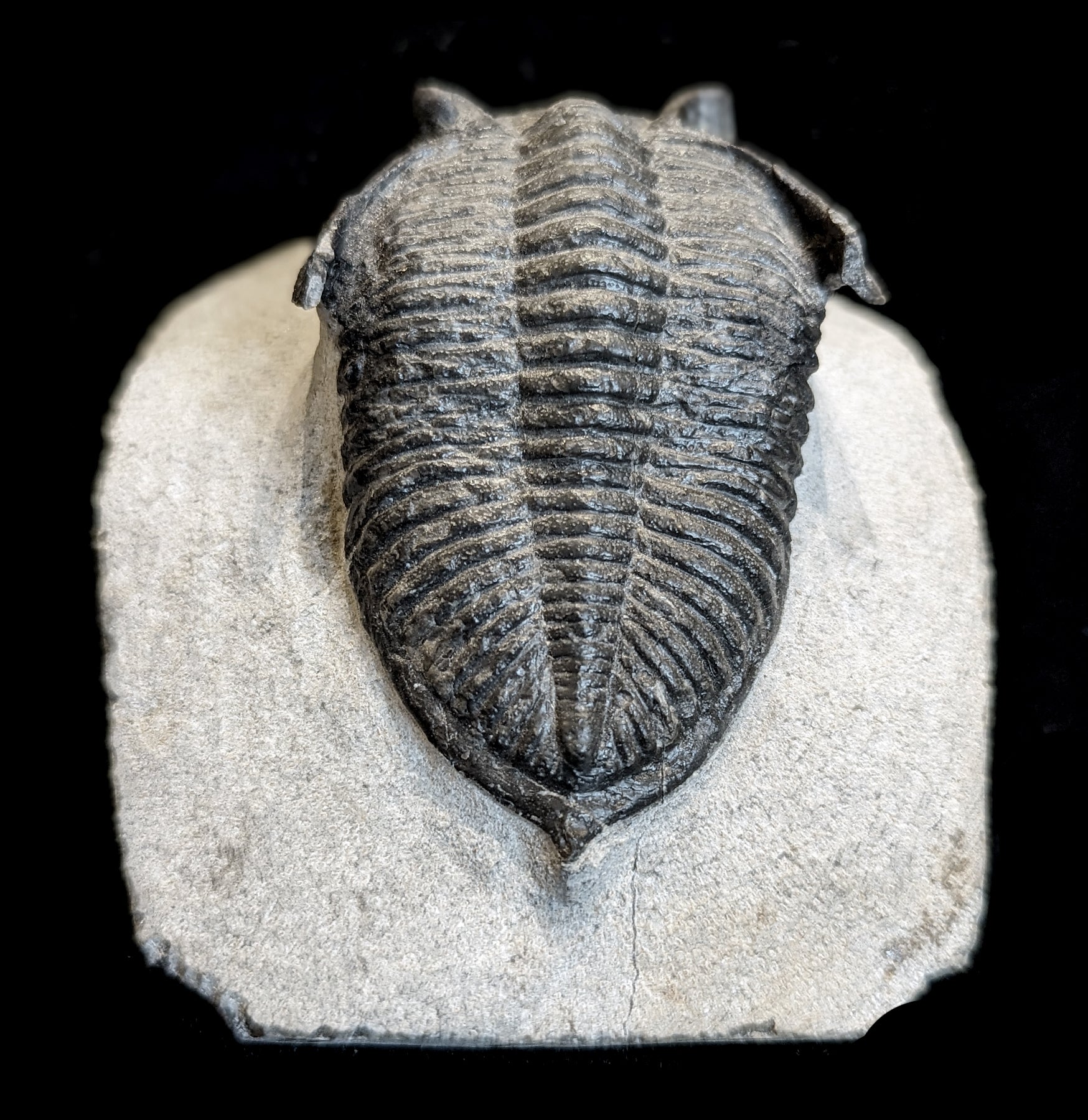Authentic Fossilized Trilobite Odontochile in Natural Matrix - Rare Paleozoic Era Specimen for Collectors, Education & Home Decor