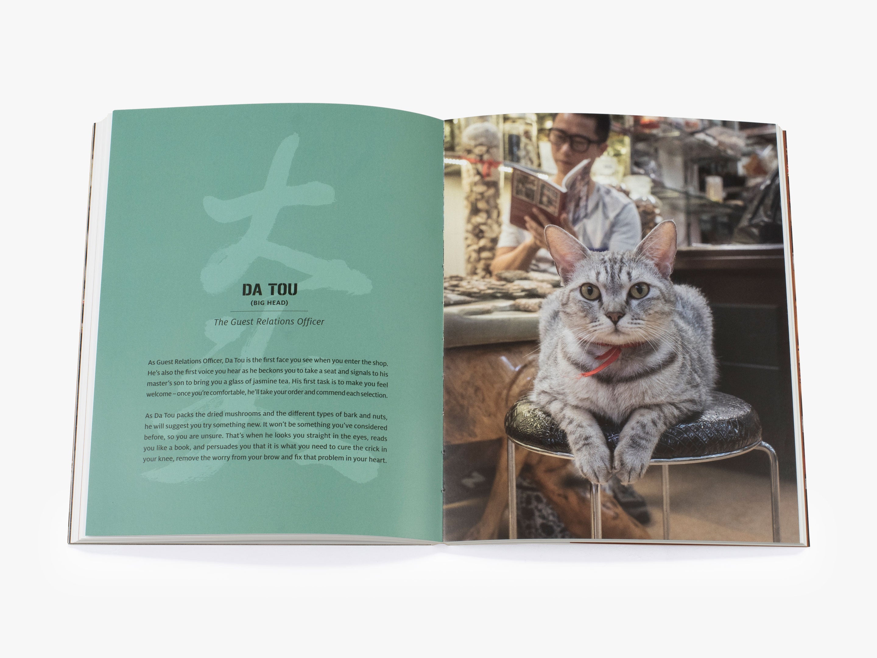 Shop Cats of China - Adorable Feline Companions in Chinese Stores | Perfect for Cat Lovers, Travel Enthusiasts, and Cultural Explorers