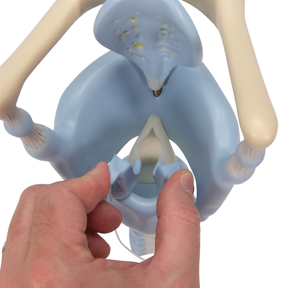 3X Enlarged Functional Larynx Anatomy Model - Human Voice Box Medical Teaching Tool for Doctors, Students & Speech Therapists | Perfect for Classroom Demonstrations & Clinical Training