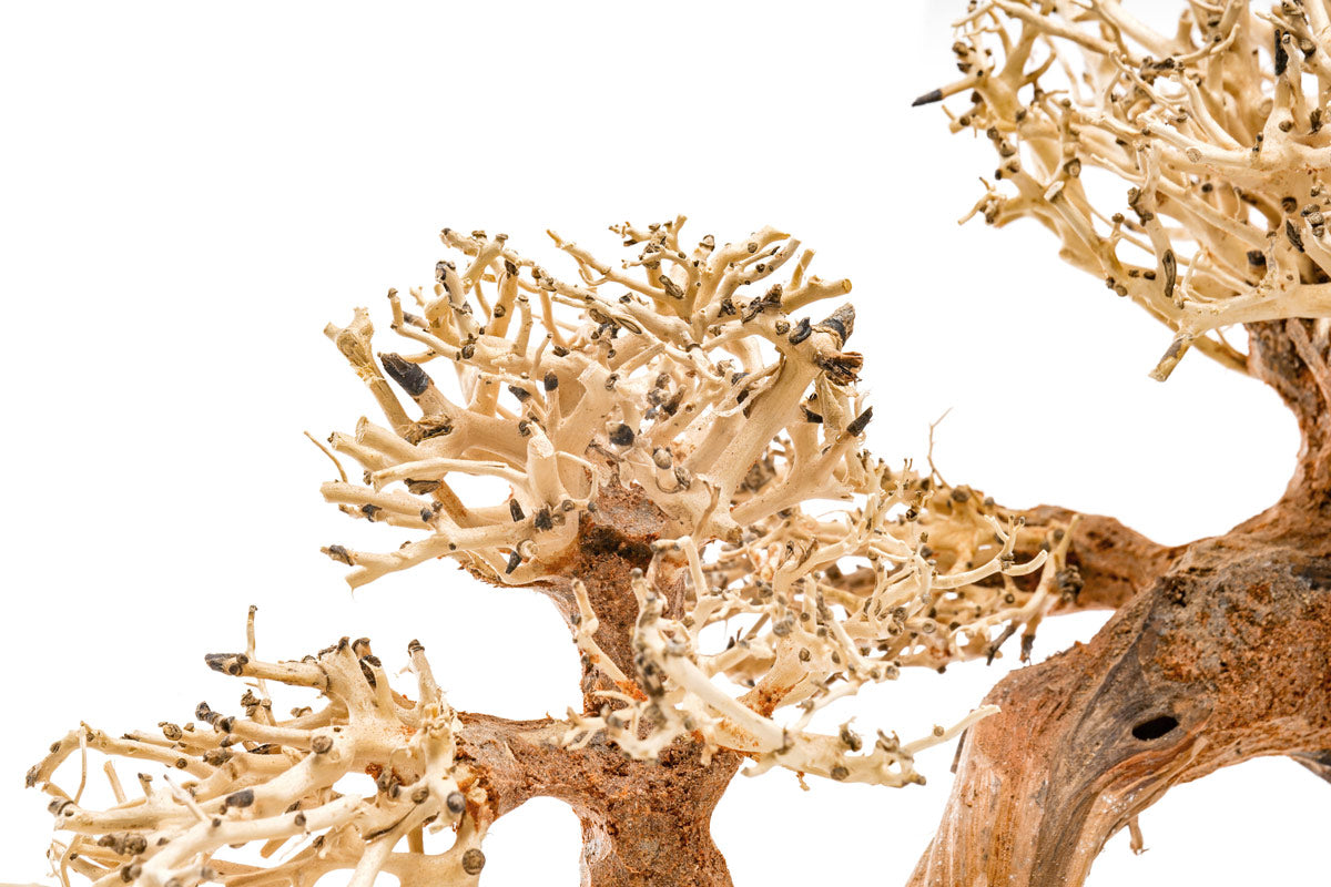 UNS Bonsai 006 - Premium Mini Bonsai Tree Kit for Home & Office Decor | Perfect for Zen Gardens, Desktop Decor, and Relaxation Gifts