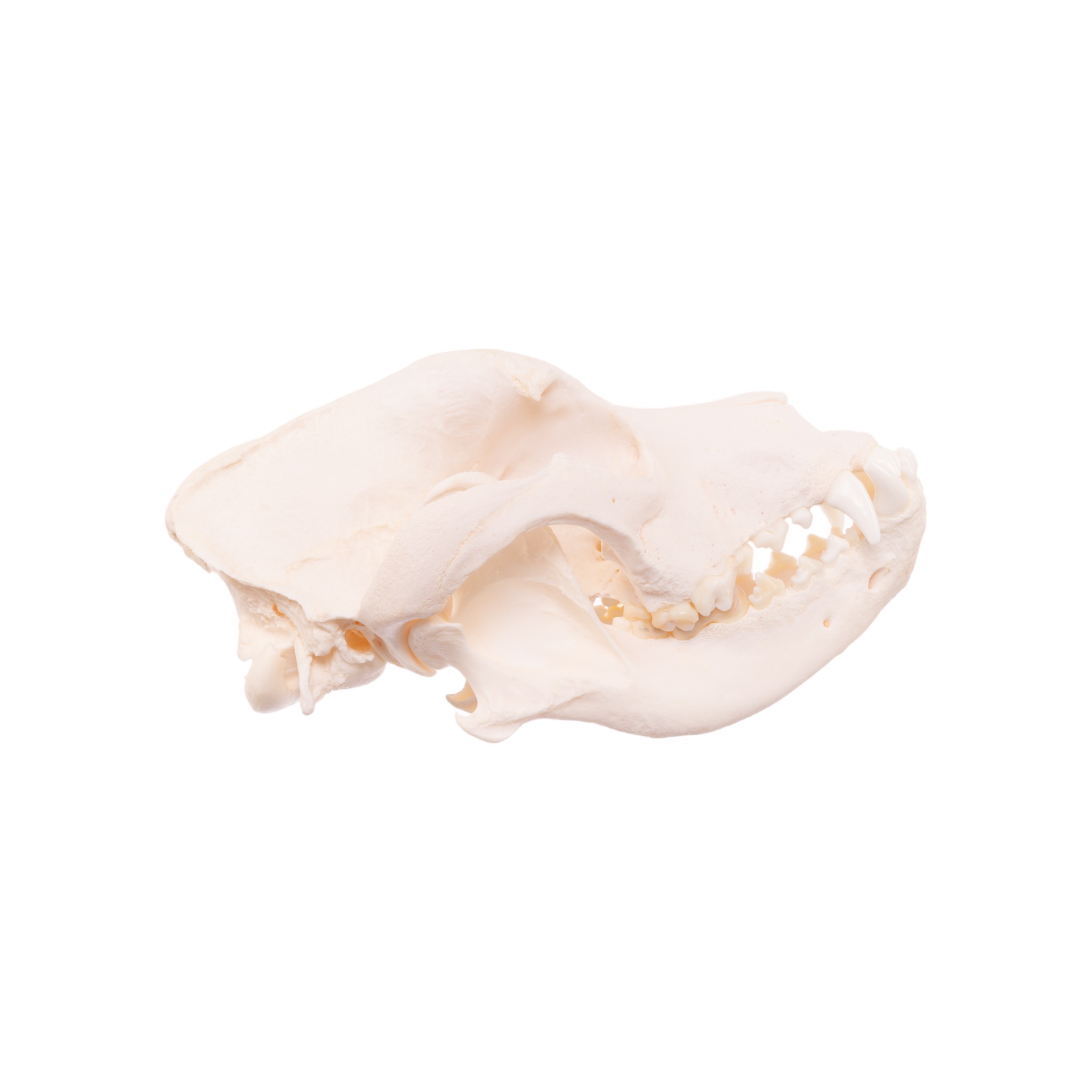 Authentic Real Domestic Dog Skull - Mastiff Breed Specimen for Veterinary Study, Taxidermy & Gothic Decor | Perfect for Halloween, Oddity Collections & Educational Displays