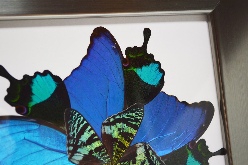 Eydelia Butterfly Wing Wall Art - Blue Star Decor for Bedroom, Living Room, Nursery & Home Decor - Handmade Bohemian Style Wall Hanging