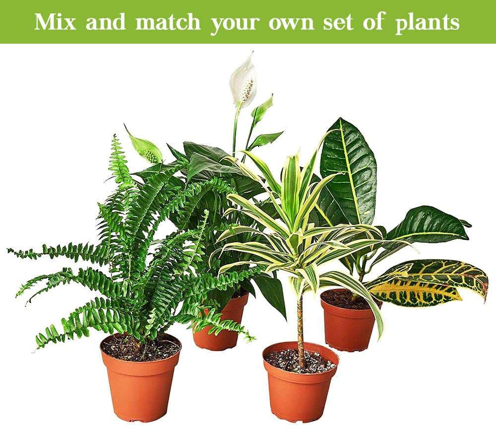 Snake Plant Laurentii (Sansevieria Trifasciata) - Live Indoor Houseplant in 4'' & 6'' Pot | Air Purifying Low Light Plant for Bedroom, Office & Living Room Decor | Mother-in-Law's Tongue Houseplant