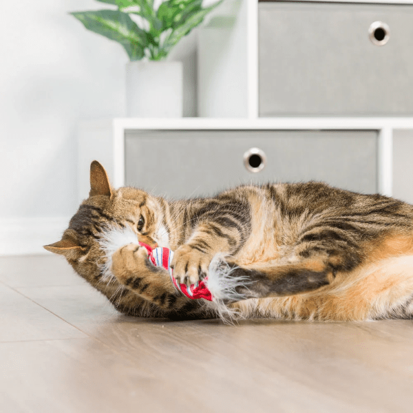 Huxley & Kent Lit Donut & Peppermint Candy Cat Toy - Interactive Play for Kittens, Fun Chew Toy for Indoor Cats, Perfect for Playtime and Training
