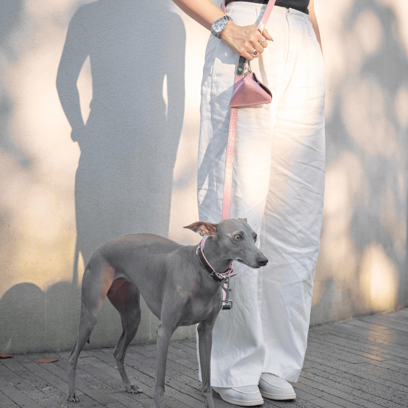 Hands Free Dog Leash for Running & Walking - Adjustable Waist Leash for Small Medium Large Dogs - Perfect for Jogging, Hiking & Outdoor Activities