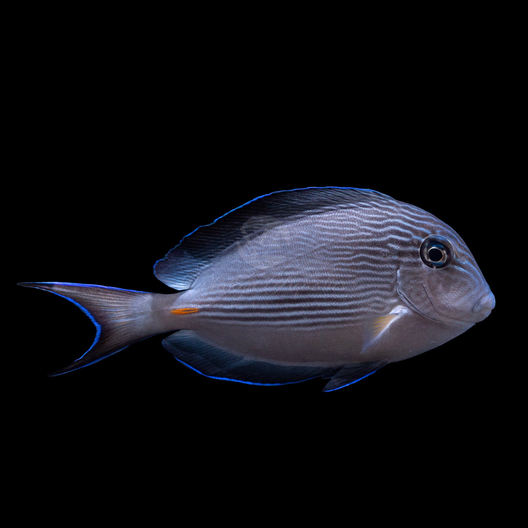 Sohal Tang Fish (Acanthurus sohal) - Saltwater Aquarium Fish for Reef Tanks | Vibrant Marine Fish for Home & Office Aquariums