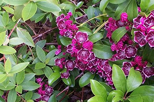 50 Mountain Laurel (Kalmia Latifolia) Shrub Seeds - White, Pink, Red Flowering Bush - Perfect for Landscaping, Gardens & Natural Fences