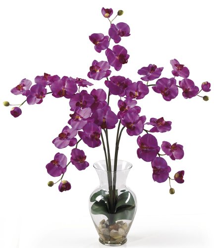 Orchid