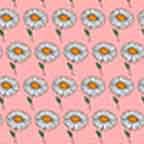 Pink Daisy Pattern