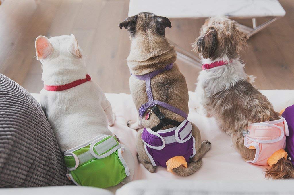 Washable Wonders Female Dog Diapers - No Tail Hole | Premium Reusable Absorbent Dog Panties for Small Dogs (XS, Green) | Perfect for Incontinence, Heat Cycles & Travel
