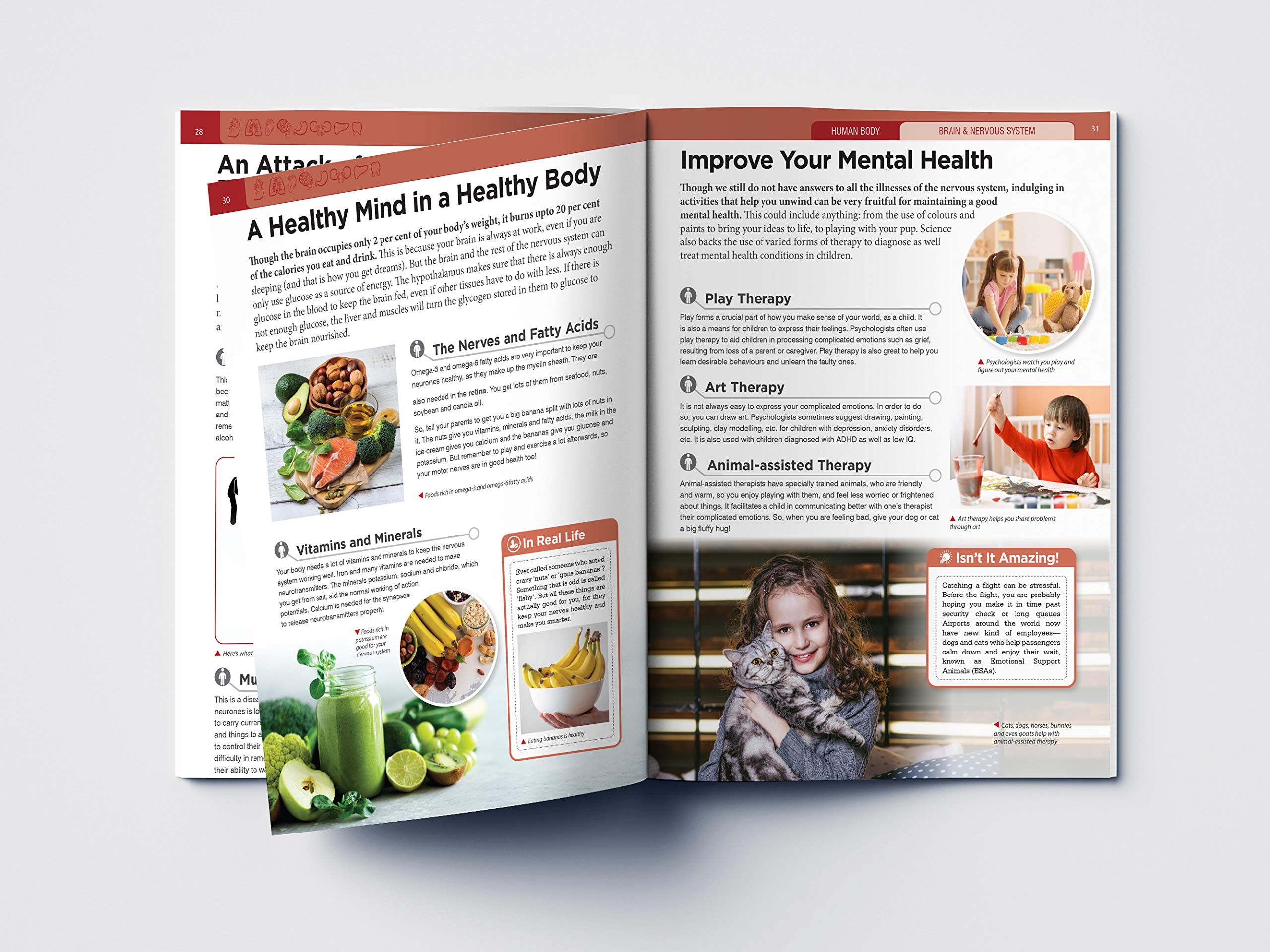 Human Body: Brain and Nervous System - Kids Educational Encyclopedia | Science Learning for Children | Perfect for Homeschooling & Classroom Use