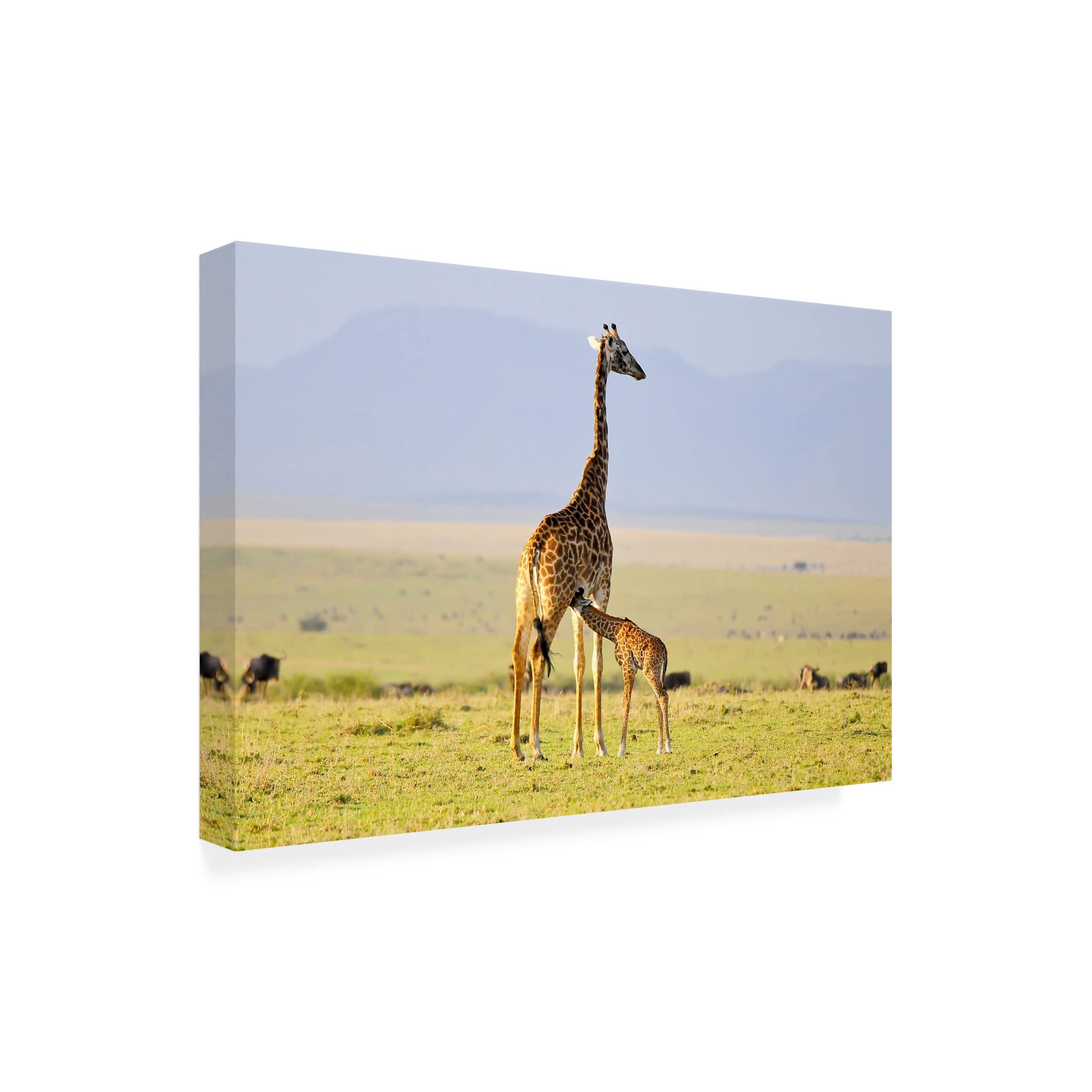 Trademark Fine Art 'Early Morning Milk' Canvas Wall Art by Zw Young - Perfect for Living Room, Bedroom & Office Decor