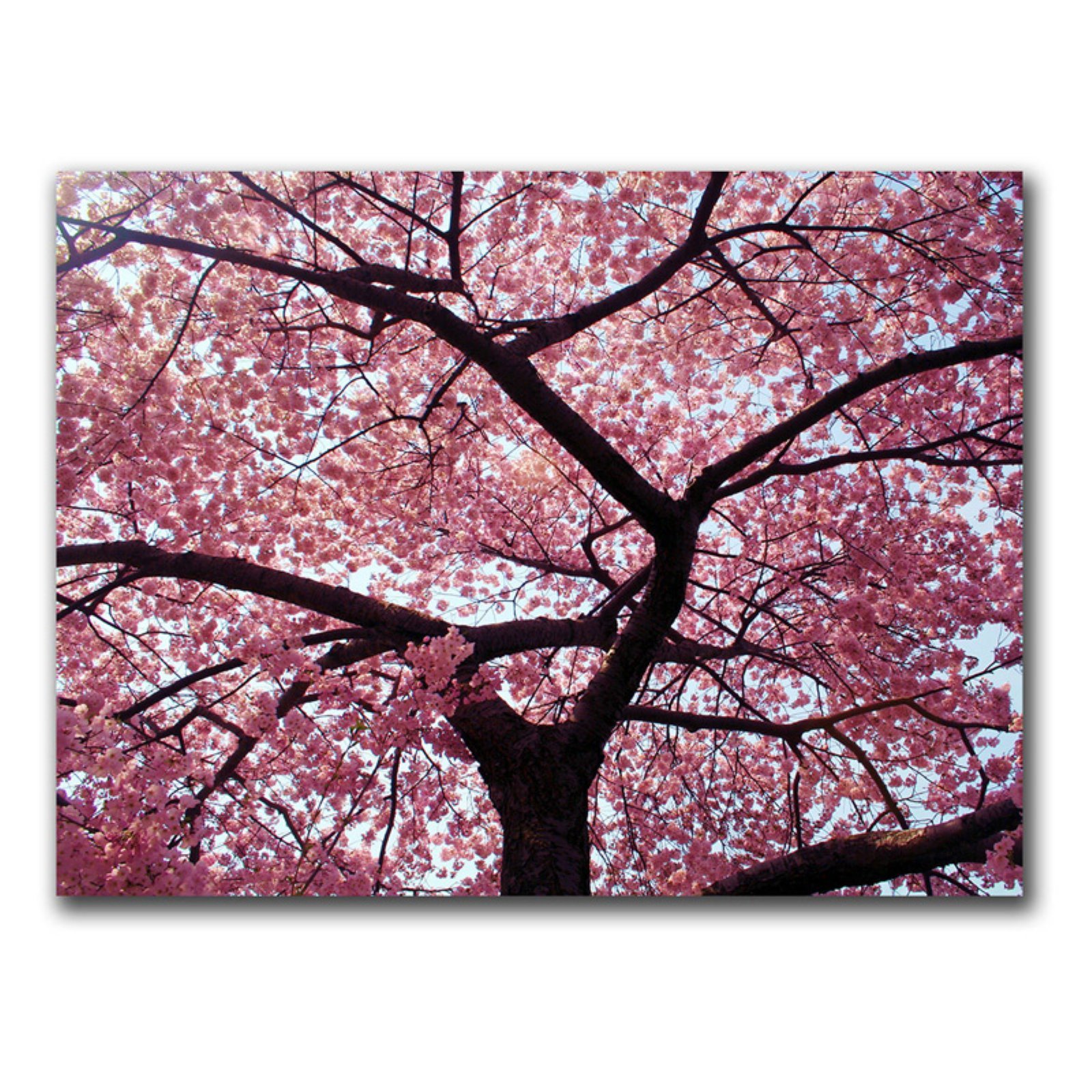 Cherry Tree by CATeyes - 18x24 Inch Canvas Wall Art Print, Modern Home Decor for Living Room, Bedroom & Office