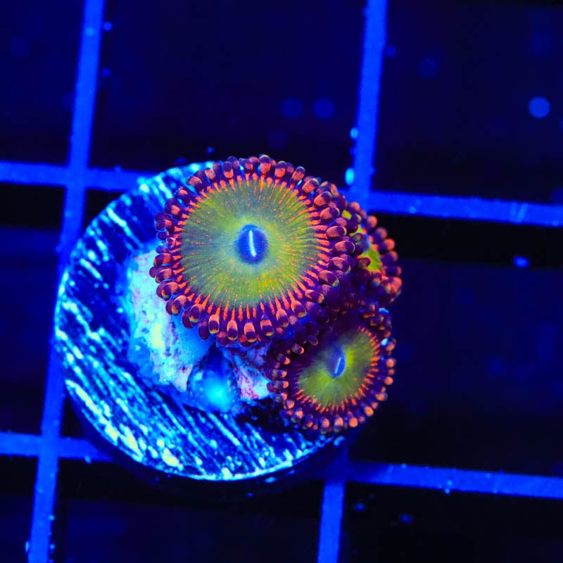 Candy Apple Red Zoanthids Coral for Saltwater Aquariums - Vibrant Coral for Reef Tanks & Marine Aquascaping