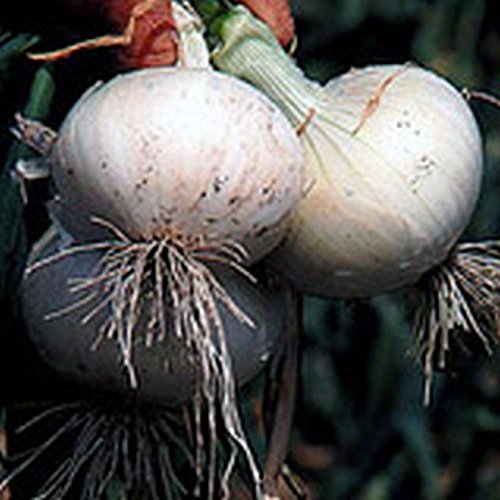 Organic Crystal White Wax Onion Seeds - Sweet & Delicious Heirloom Variety (200 Seeds) - Perfect for Home Gardens, Cooking & Pickling