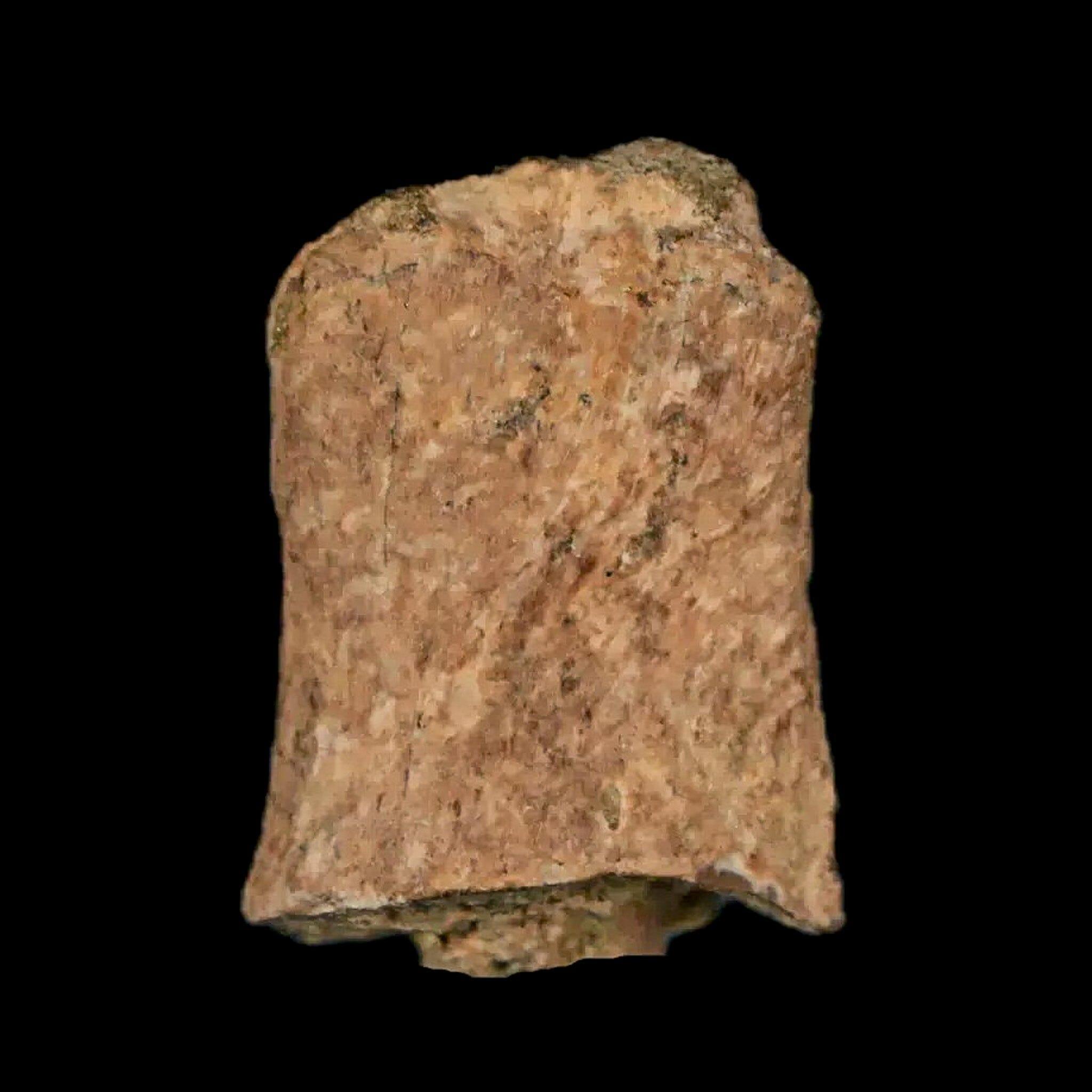 Authentic Thescelosaurus Dinosaur Fossil Bone - Cretaceous Period, Lance Creek Formation, Wyoming (COA Included) - Perfect for Paleontology Collectors & Museum Displays