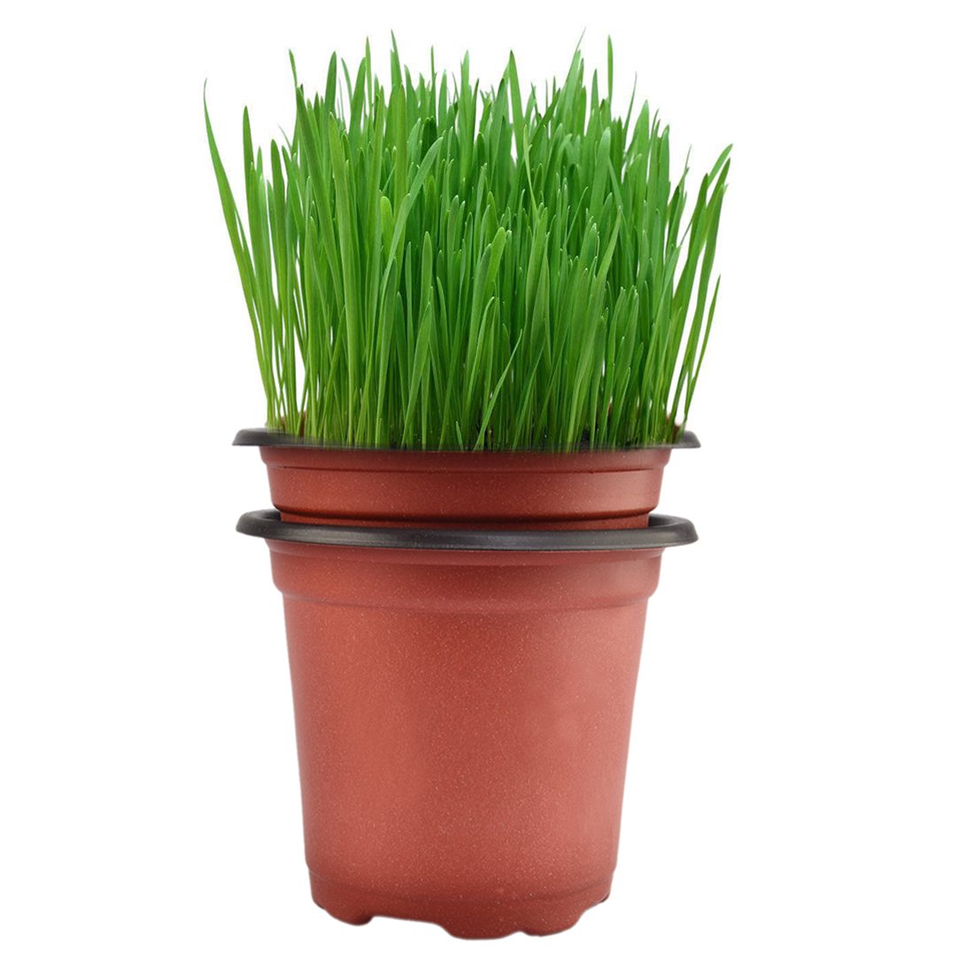 Oubest 6 Inch Plastic Plant Nursery Pots - 50 Pack Reusable Seed Starting Pots for Seedlings, Cuttings & Transplanting - Durable Flower Plant Containers for Indoor/Outdoor Gardening, Greenhouses & Home Planting Projects
