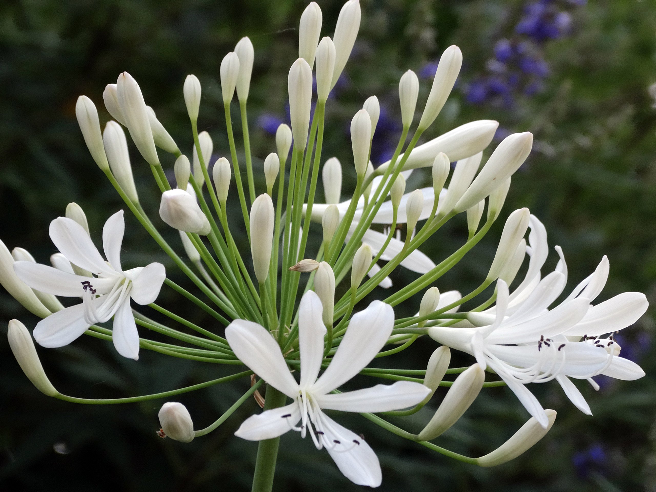 Agapanthus Getty White - 20 Live Plants - Perennial Flowering Groundcover for Landscaping, Borders & Garden Decor | Drought-Tolerant White Blooms