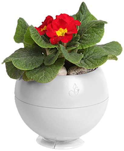 Greenbo Self Watering Wall, Table & Ceiling Herb Planter - White (Pack of 3) | Indoor Vertical Garden for Kitchen, Balcony & Small Spaces | Perfect for Growing Basil, Mint & Parsley