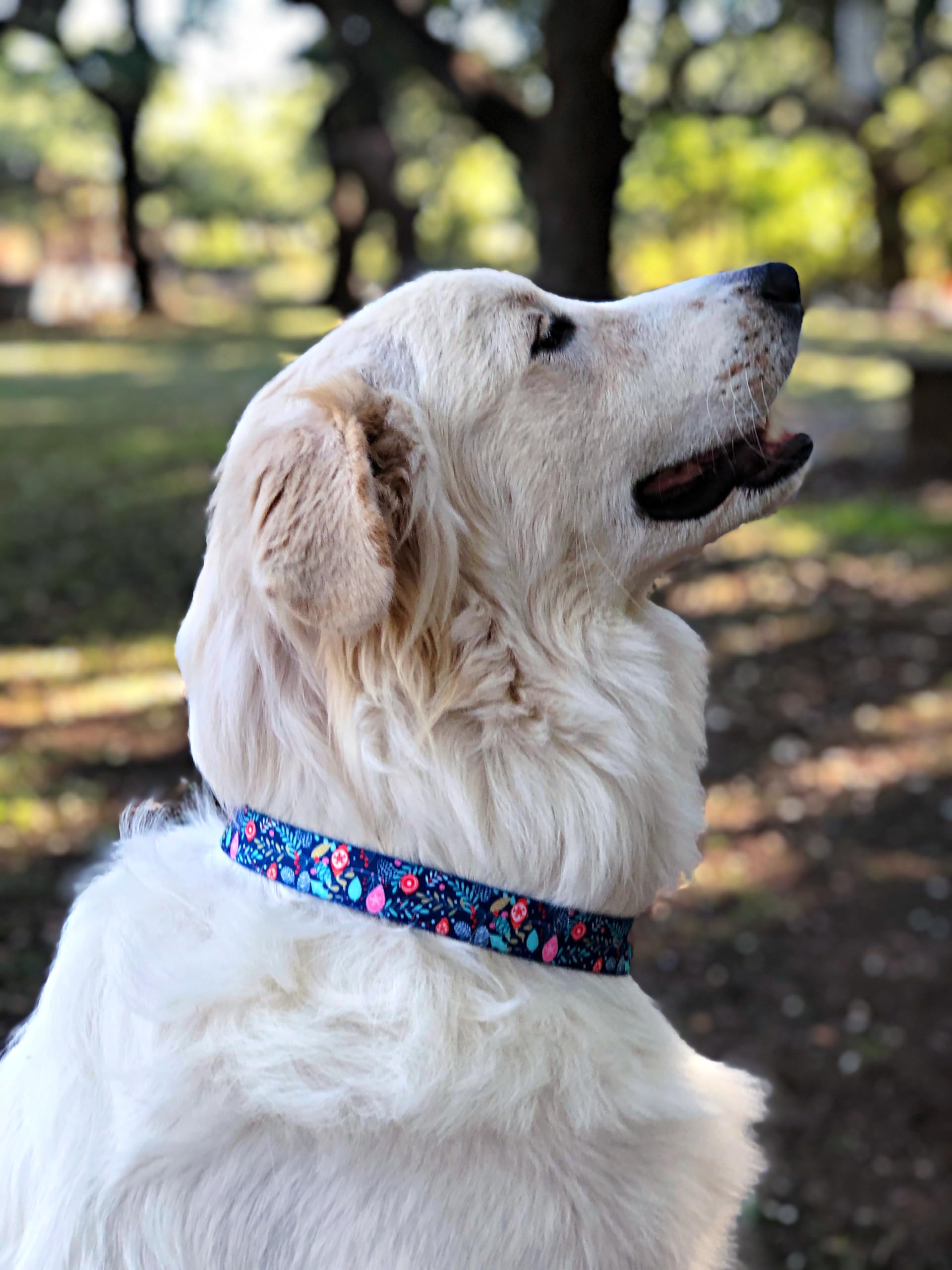 Blue Winter Pinecones Dog Collar with Lucky Love Charm - Festive Holiday Pet Accessory for Small, Medium & Large Dogs | Perfect for Christmas Photos, Winter Walks & Seasonal Celebrations