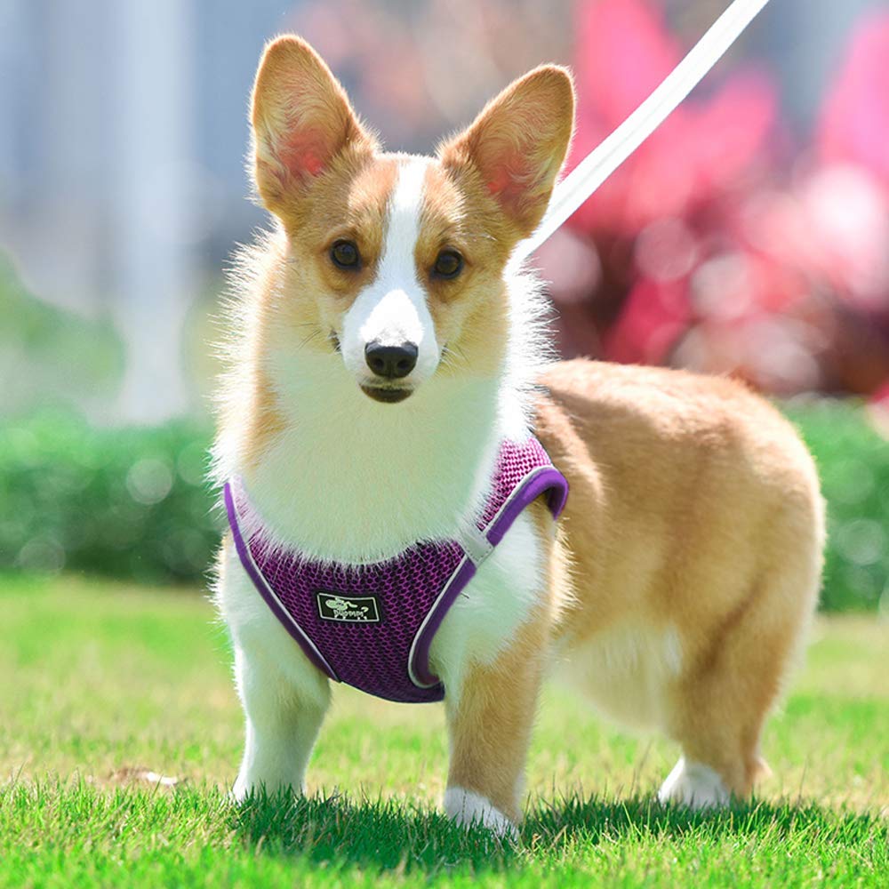 Escape-Proof Adjustable Reflective Dog & Cat Harness with Leash - Soft Mesh Comfort Fit No-Pull Vest for Small & Medium Pets (XS, Purple) - Perfect for Walking, Training & Outdoor Adventures