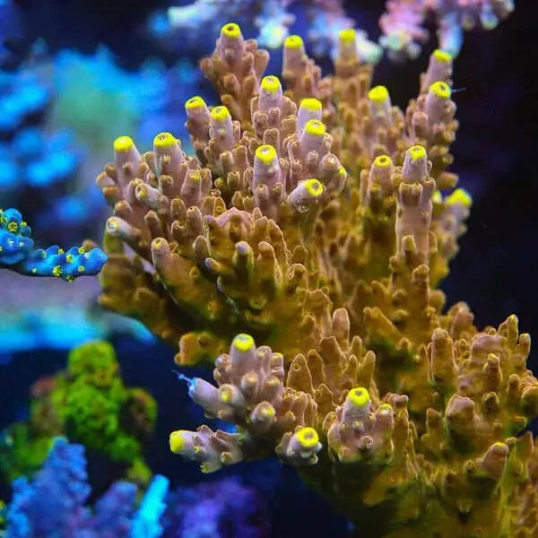 Premium CB Golden Jawdropper Acropora Coral for Saltwater Aquariums - Vibrant Coral for Reef Tanks & Marine Displays