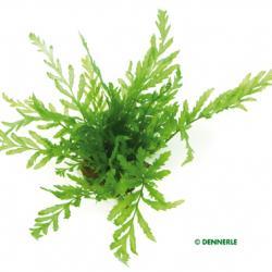 Dennerle Bolbitis Heudelotii Aquatic Plant in Pot - Perfect for Aquascaping, Freshwater Aquariums & Fish Tanks