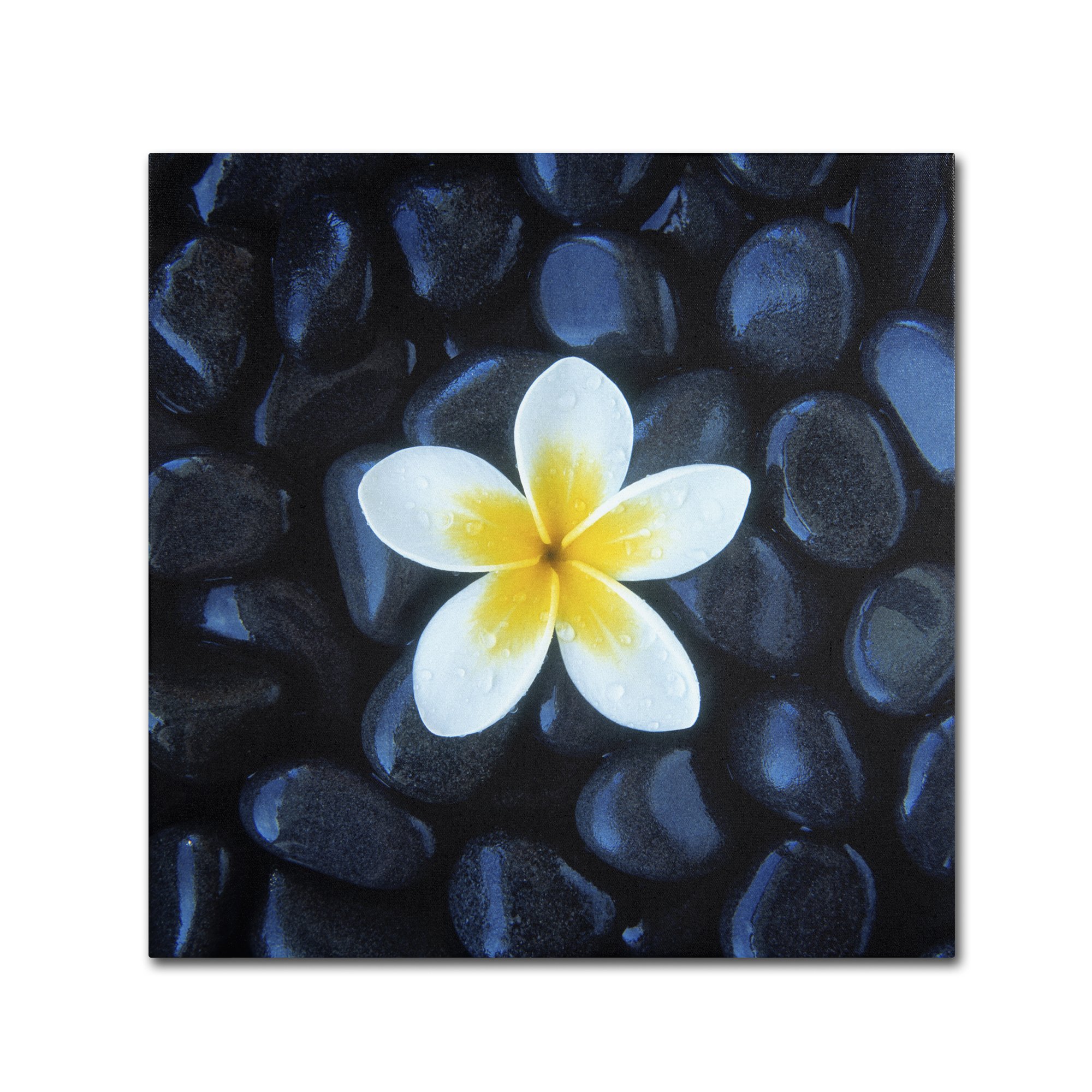 David Evans Plumeria and Pebbles 1 Canvas Wall Art - 35 x 35 Inch Tropical Floral Wall Decor for Living Room, Bedroom & Office