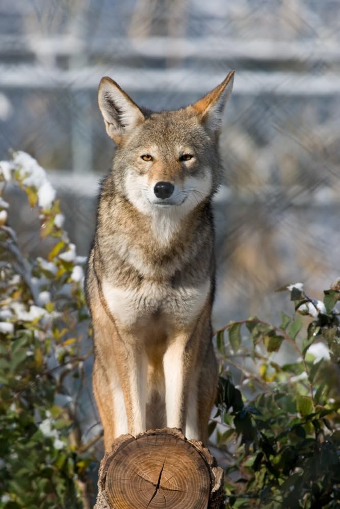 Lantern Press Coyote Wall Art - 16x24 Wrapped Canvas Print - Southwestern Desert Wildlife Home Decor - Perfect for Living Room, Bedroom or Office