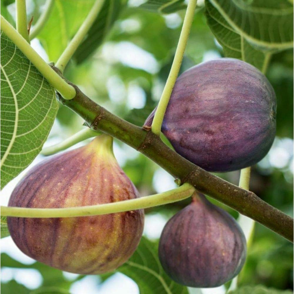 1 Gallon Brown Turkey Fig Tree Plant - Fully Rooted Live Fruit Tree for Home Garden, Patio, or Backyard | Fresh Figs for Eating, Baking, and Preserves