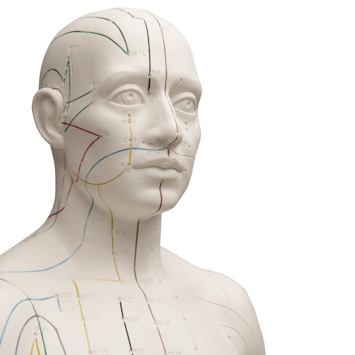 3B Scientific N30 Acupuncture Male Model - 31.5