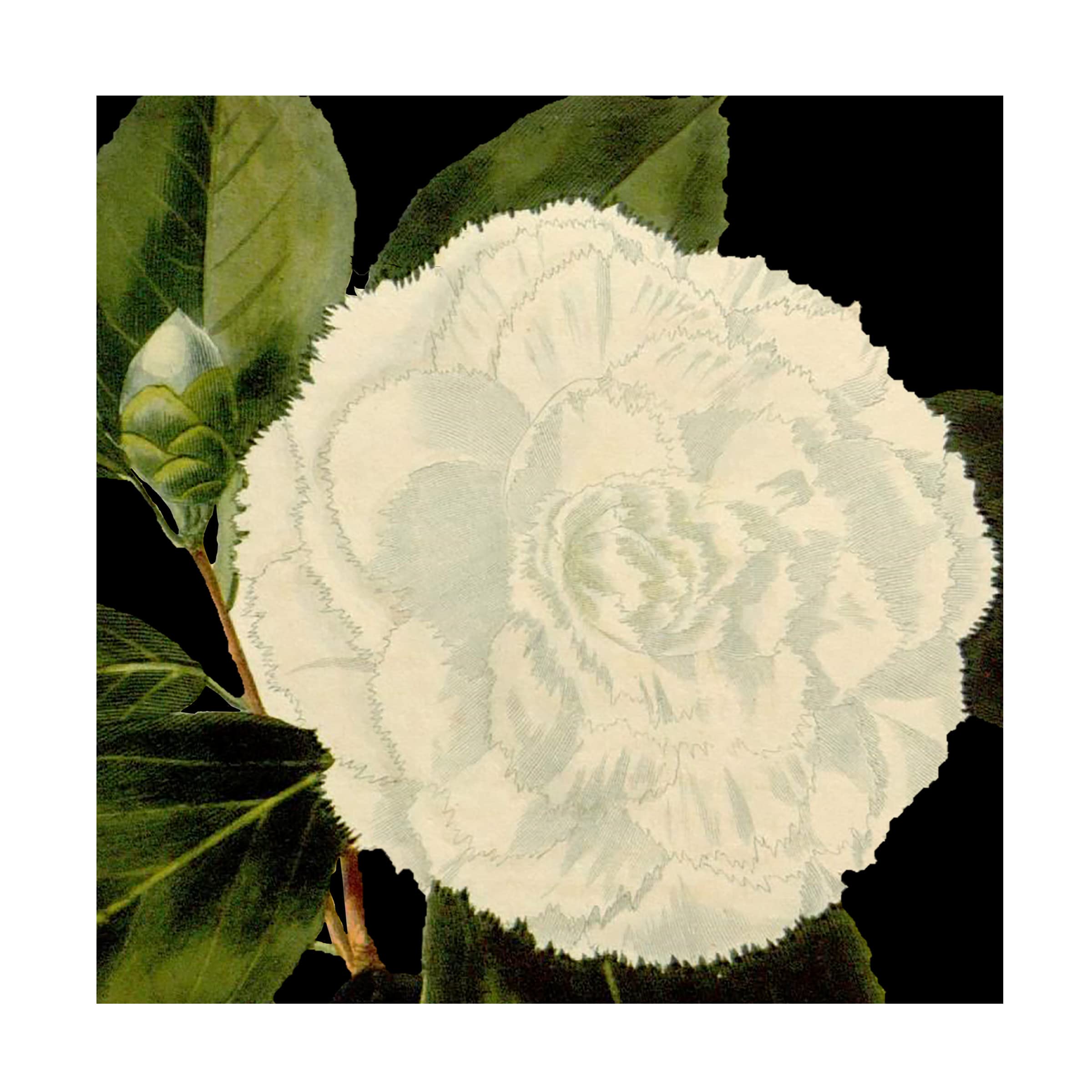 Trademark Fine Art 'Dramatic Camellia IV' Floral Canvas Wall Art Print by Vision Studio - Perfect for Living Room, Bedroom & Office Decor