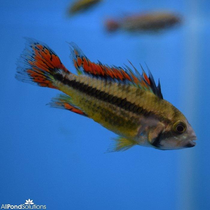 Double Red Cockatoo Cichlids (Apistogramma Cacatuoides) - Vibrant Freshwater Aquarium Fish for Tropical Tanks & Community Aquascaping