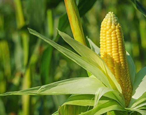 Organic Super Sweet Freeze-Dried Corn Kernels - Non-GMO, Kosher, USA Grown, 5lb Bulk Pack - Healthy Snack for Camping, Emergency Food Storage & Smoothie Bowls
