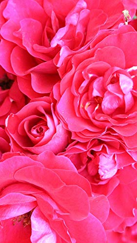 20x30 Inch Laminated Red Rose Floral Poster - Vibrant Pink Rose Wall Art for Home Decor, Living Room & Bedroom - Fits Standard Picture Frames