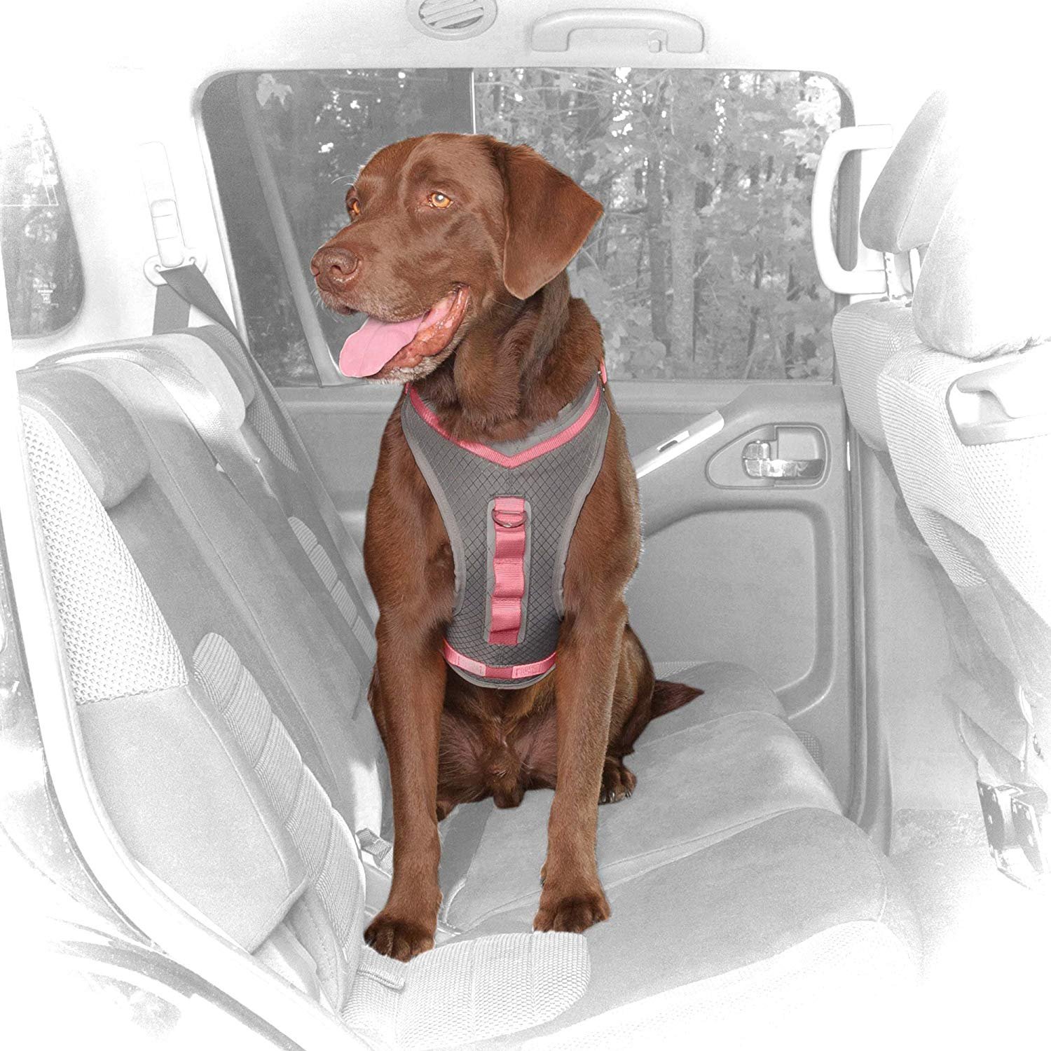 Kurgo Journey Multi-Use Reflective Dog Harness for Small Dogs - Perfect for Running, Walking & Hiking Adventures | Durable Outdoor Pet Gear for Active Dogs