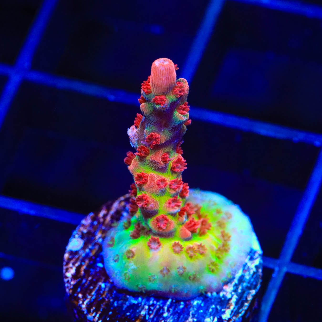 Premium CB Maleficent Acropora Coral for Saltwater Aquariums - Vibrant Purple SPS Coral for Reef Tanks & Marine Aquascaping
