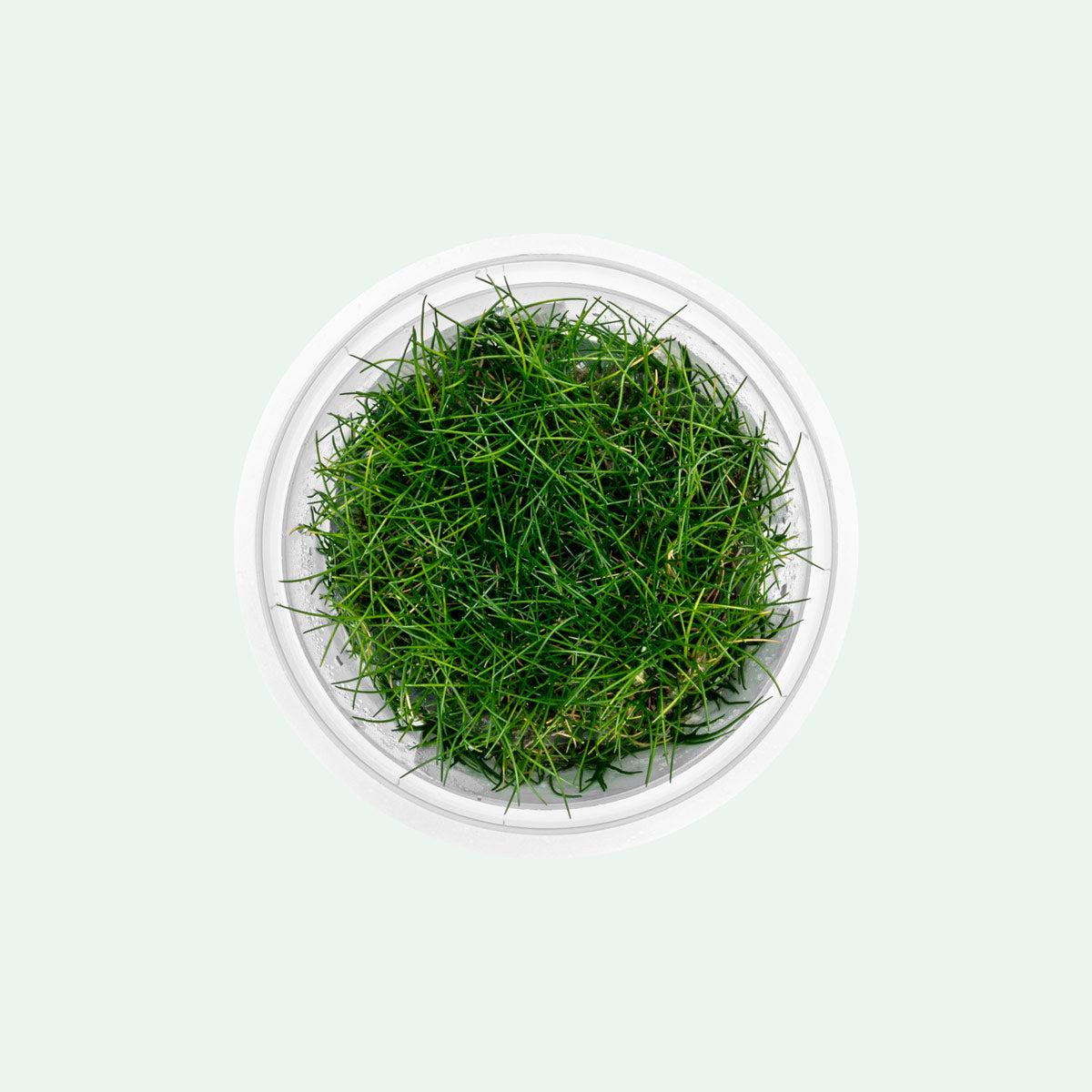 Eleocharis Belem - Dwarf Hairgrass Aquarium Plant for Freshwater Fish Tanks | Perfect for Aquascaping, Nano Tanks, and Shrimp Habitats