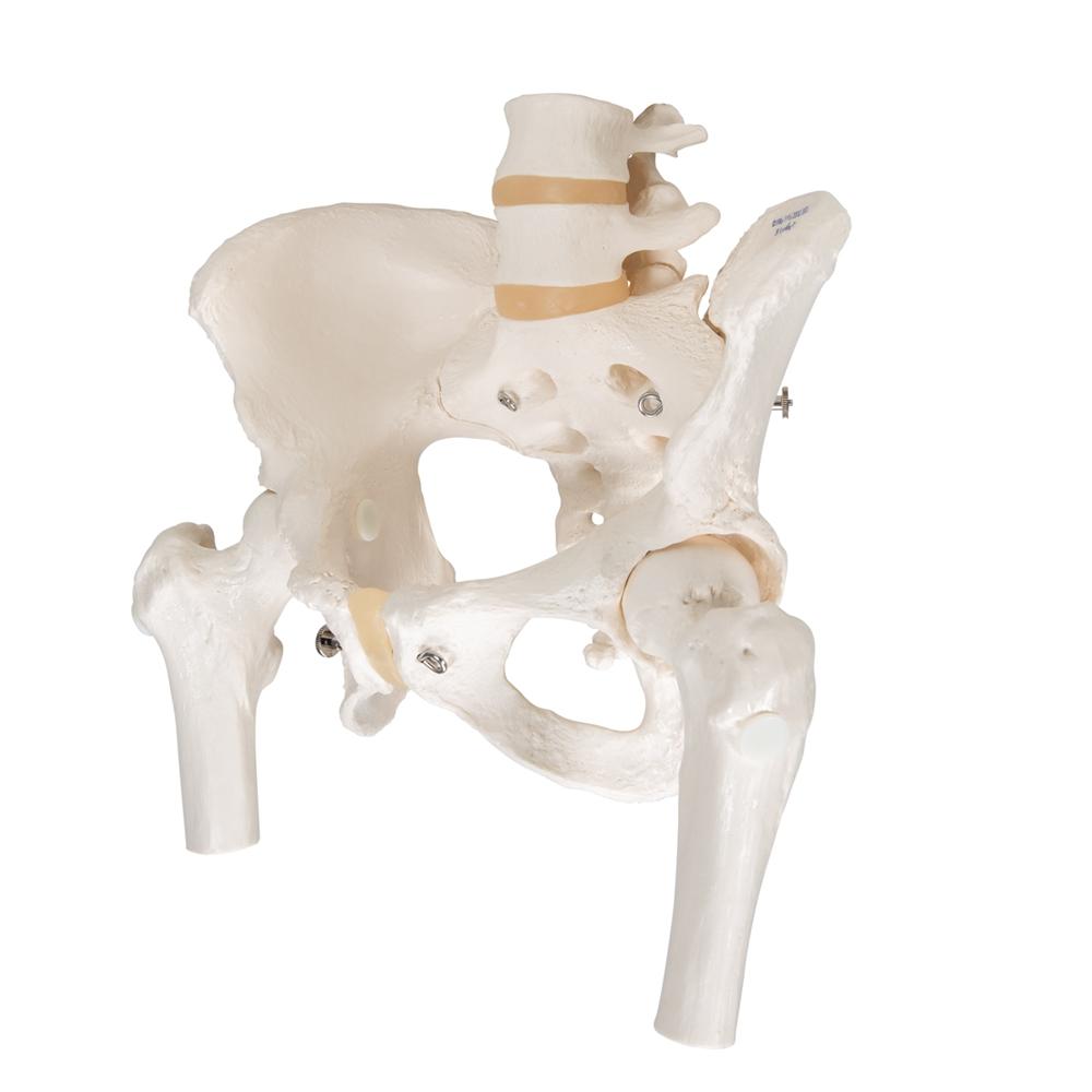 Female Pelvic Skeleton Model with Movable Femur Heads - Anatomical Study Tool for Medical Students, Doctors & Physical Therapists - Perfect for Classroom, Clinic & Patient Education