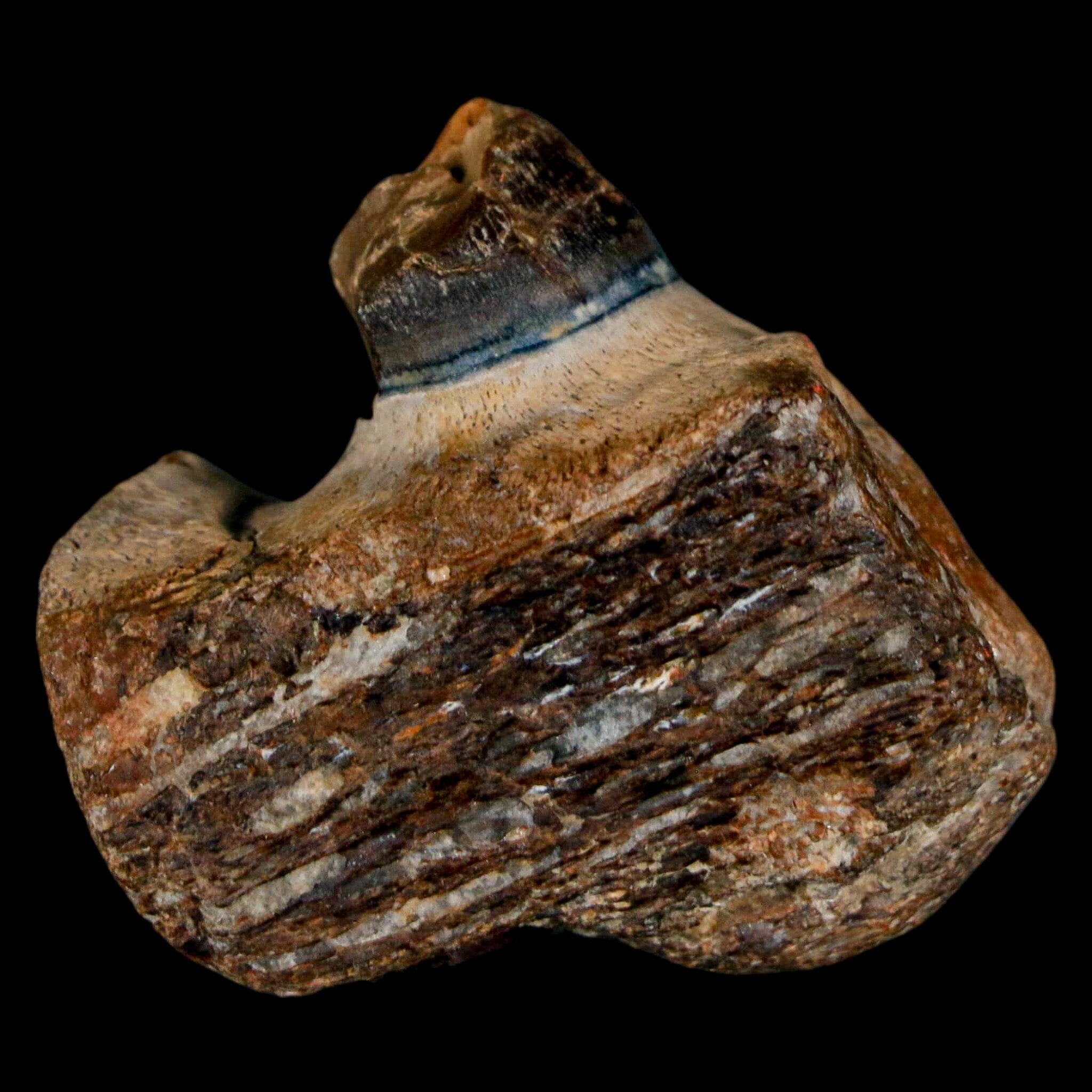 1.5