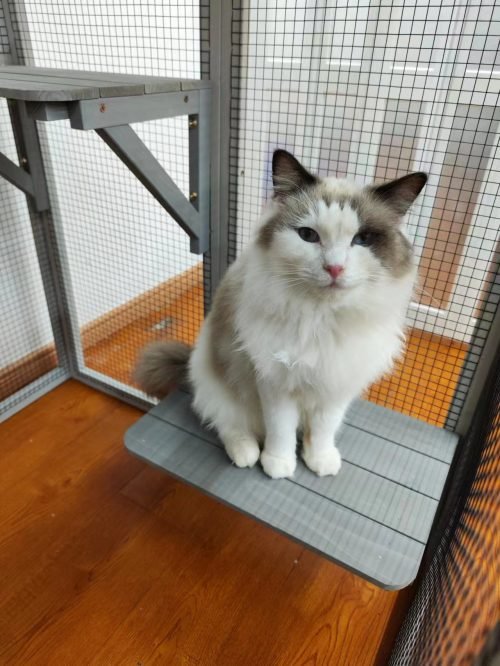 4 Tier Outdoor Cat & Small Pet Cage – Spacious Weatherproof Catio Enclosure for Cats, Rabbits & Small Animals | Durable Metal Playpen for Patio, Garden & Backyard Use | SKU: MSHCAT016