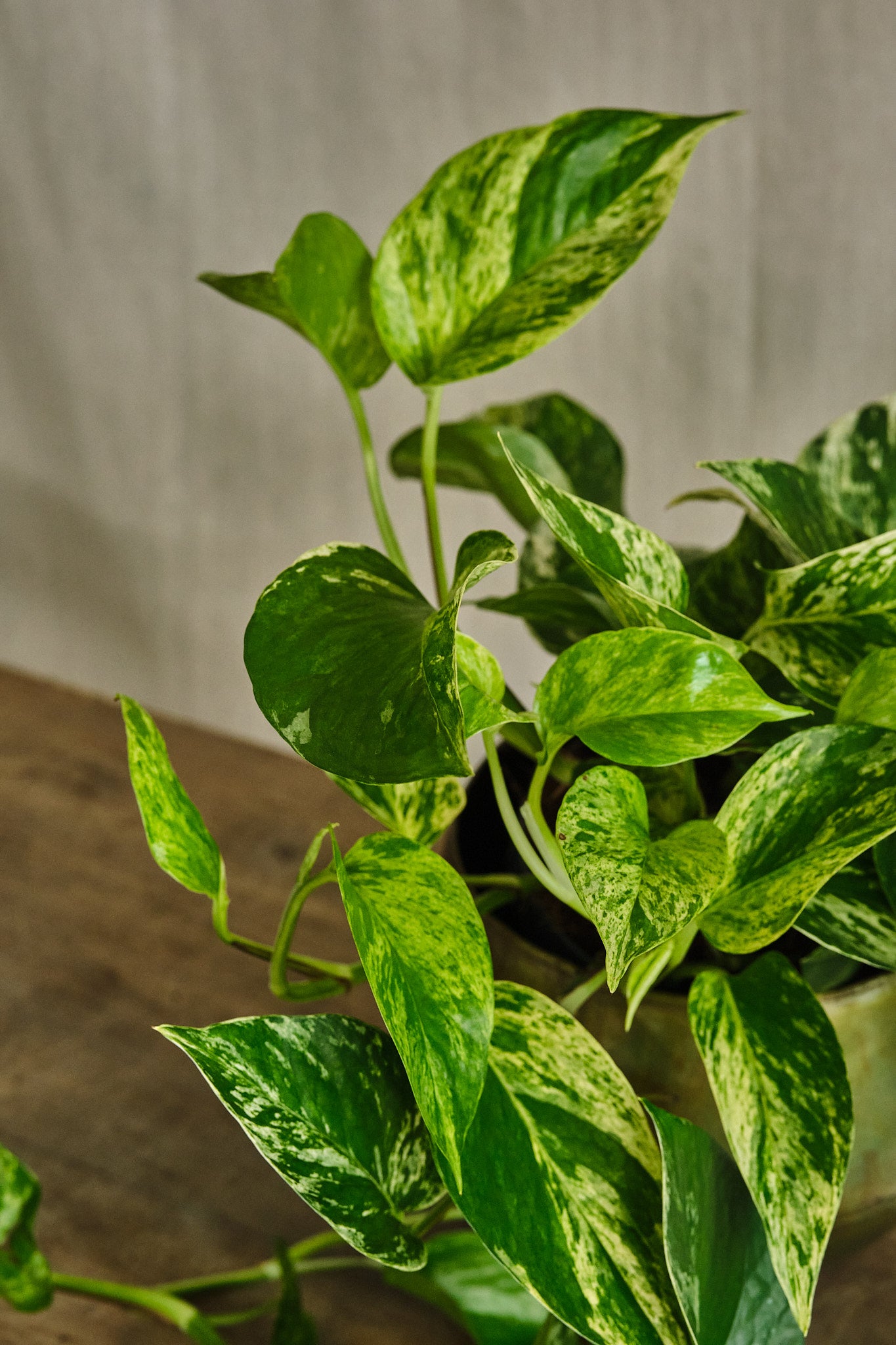 Epipremnum Aureum 'Marble Queen' Pothos Plant - Low Maintenance Indoor Houseplant for Home, Office Decor, and Air Purification