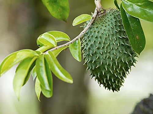 100pcs Soursop Seeds (Guanabana) - Tropical Fruit Tree Seeds for Home Garden Planting - Perfect for DIY Gardening, Landscaping & Fresh Fruit Lovers