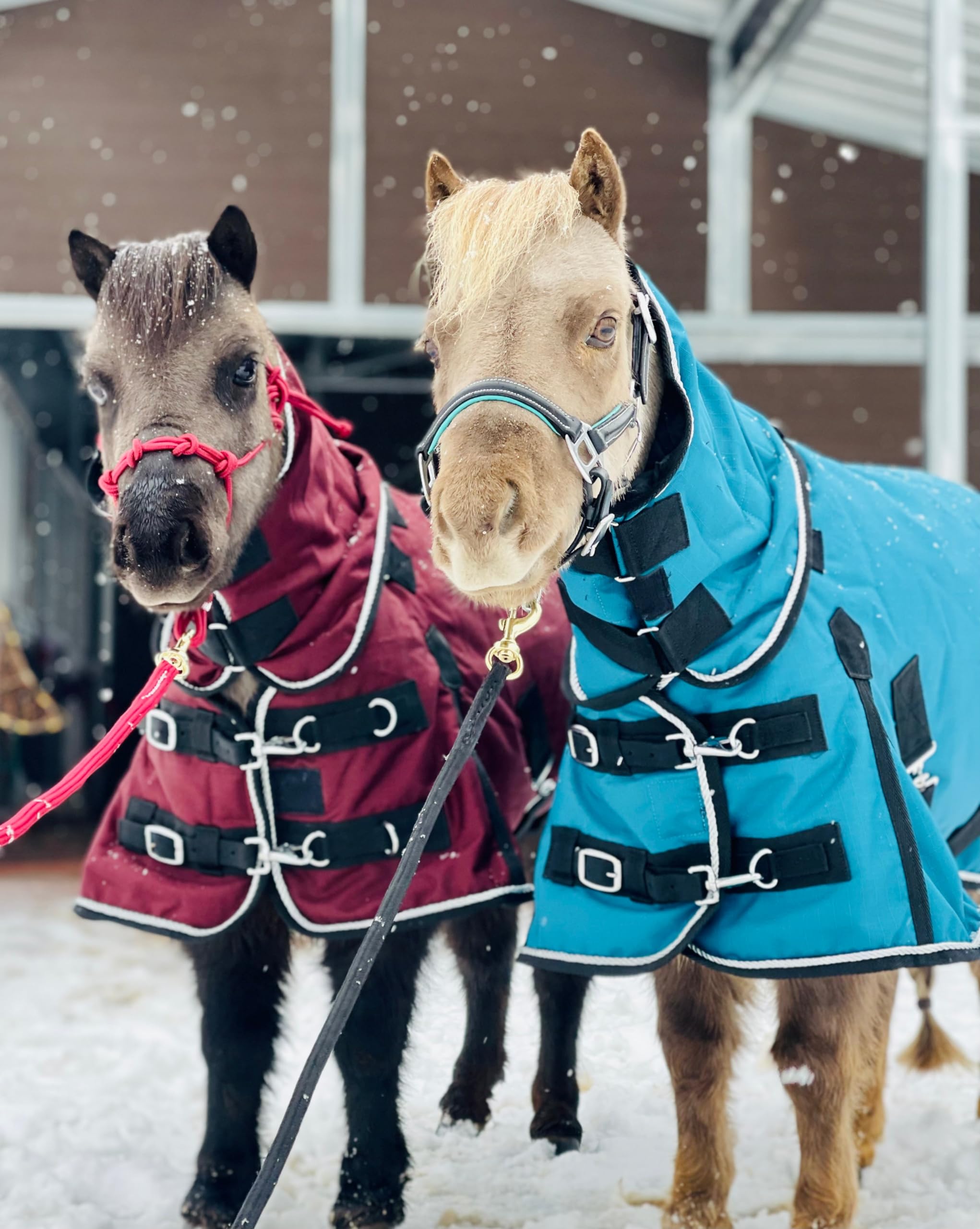 Mini-Pony Waterproof Windproof Turnout Blanket with Hood - 1200D Ripstop Fabric & Breathable 220 Fill Lining (40-42