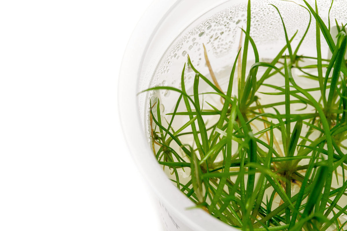 Echinodorus Tenellus Micro Tissue Culture - Live Aquatic Plant for Aquariums, Fish Tanks & Terrariums | Perfect for Foreground Carpeting, Nano Tanks & Planted Aquascapes