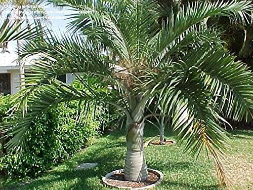 Buy Mphmi Nurseryplant Pseudophoenix vinifera (P. lediniana) - Rare Tropical Palm Tree for Home & Garden Landscaping | Perfect for Indoor Decor, Outdoor Gardens & Tropical Theme Landscaping