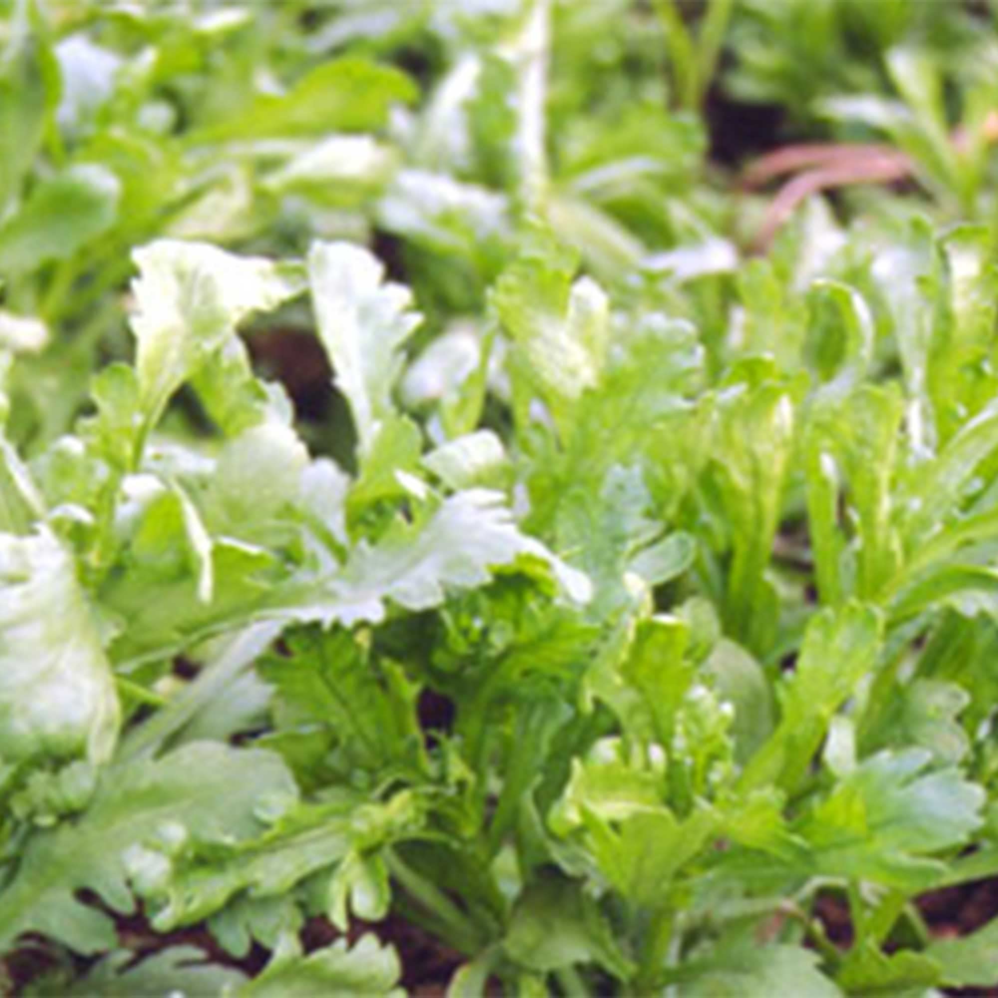 Organic Chrysanthemum Greens Seeds - Garland Serrated Leaf Variety - 4 Oz Pack (~34,000 Seeds) - Non-GMO Heirloom Asian Edible Flower & Microgreens for Home Gardening, Cooking & Salad Garnish