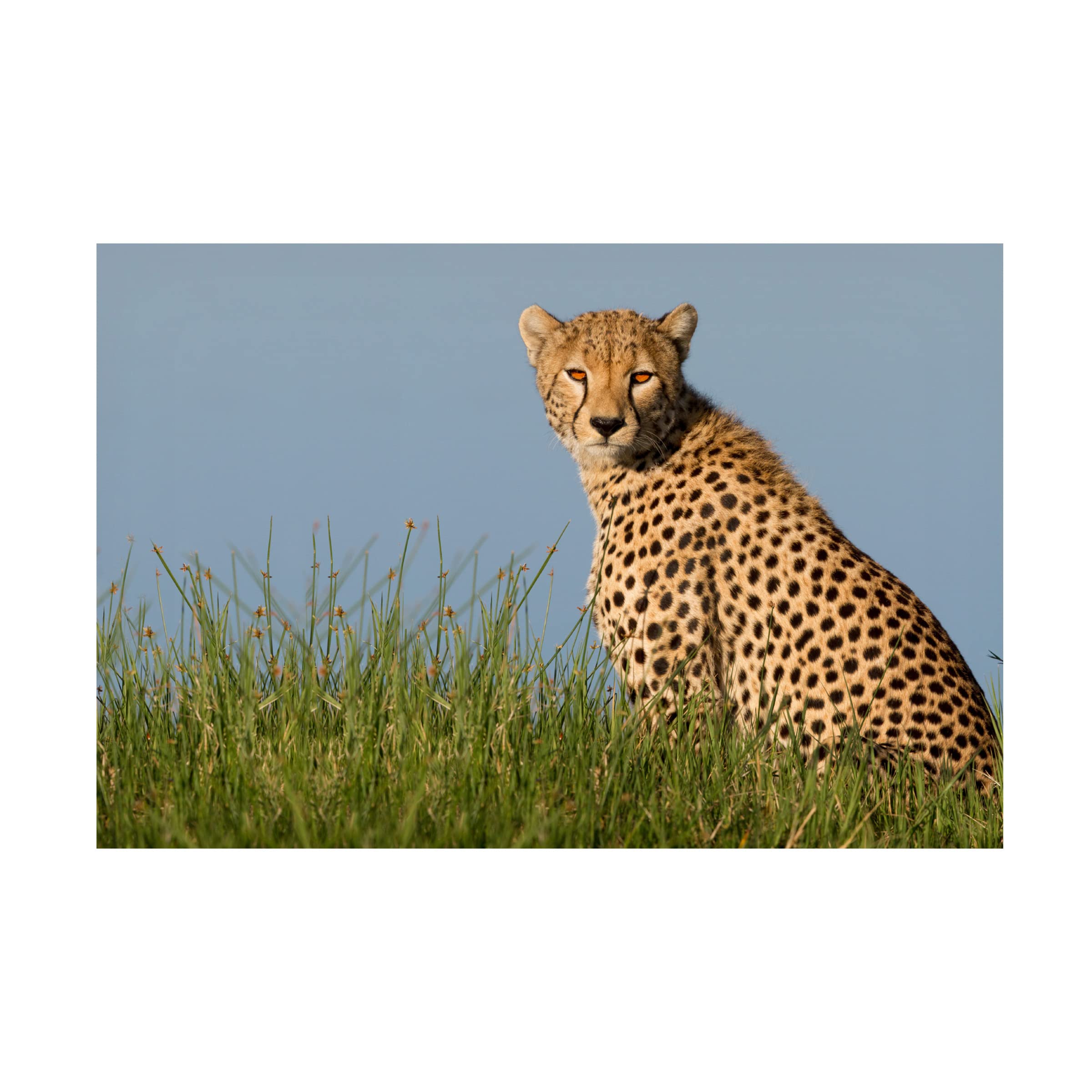 Trademark Fine Art 'Cheetah' Canvas Wall Art by Alessandro Catta - Stunning Wildlife Home Decor for Living Room, Bedroom & Office